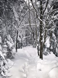 Trees on snow covered landscape