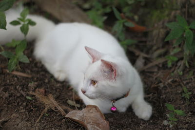 High angle view of cat on field