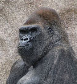 Magnificent gorilla at the san diego zoo safari park