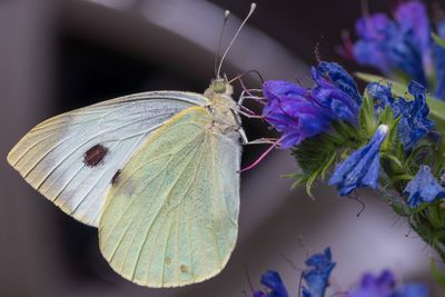 Close-up of butterfly pollinating on purple flower
