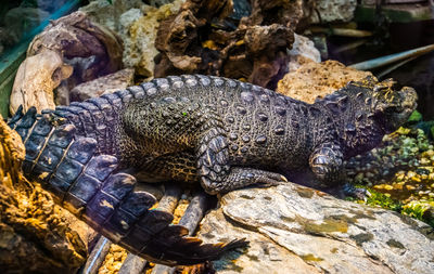 Close-up of crocodile on rock