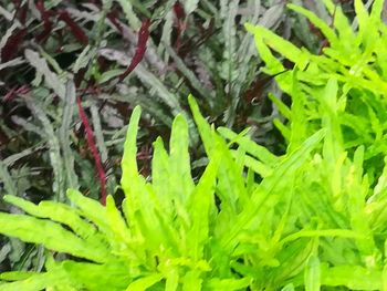 Close-up of green leaves