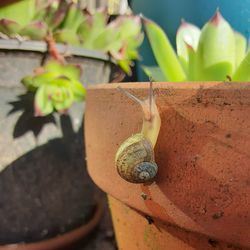 Close-up of snail on plant