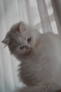 Close-up portrait of white cat at home