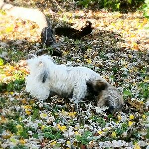 Dog relaxing on grassy field