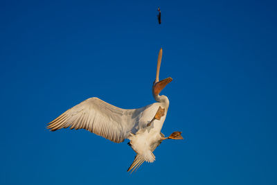 Low angle view of bird flying against clear blue sky