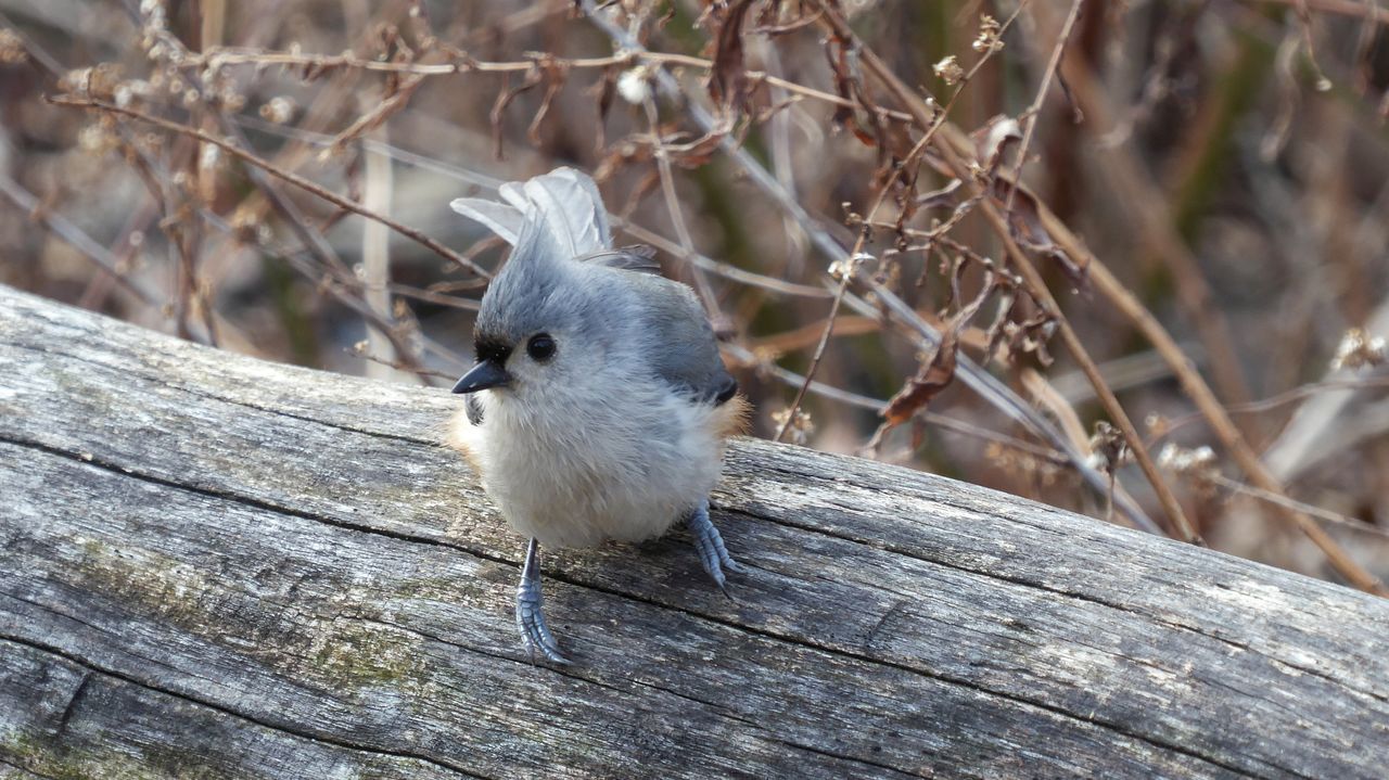 animal themes, animal, one animal, wood - material, animals in the wild, animal wildlife, vertebrate, bird, day, no people, nature, close-up, outdoors, focus on foreground, selective focus, tree, branch, young bird, young animal, sunlight