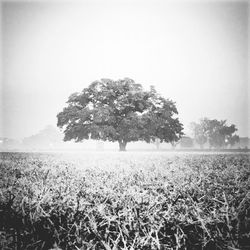 Scenic view of grassy field against sky