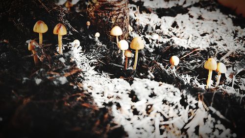 Close-up of mushroom on field