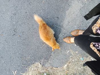 Low section of person standing on street