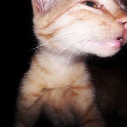 Close-up of a cat