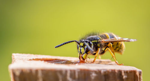 A hornet sits at a feeding station. she is tall and dangerous. concept dangerous insects.