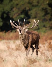 Deer standing on field