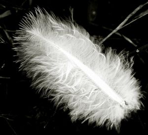 Close-up of dandelion