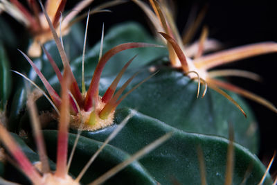 Close-up of succulent plant