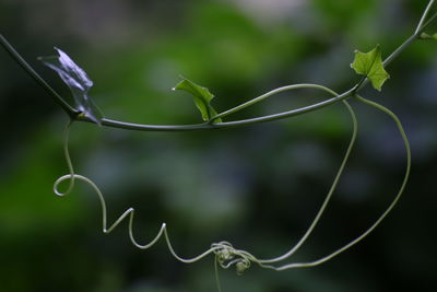 Close-up of plant