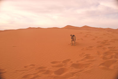 The puppy that came with me on my tour of the sahara desert dunes in merzouga, morocco.