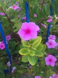 Close-up of pink flowers