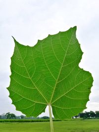 Close-up of leaf against sky