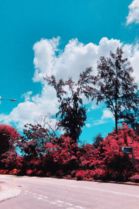 View of flowering trees by road against blue sky