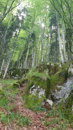 Low angle view of trees in forest