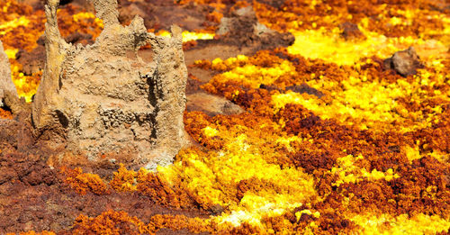 High angle view of yellow flowers on rock