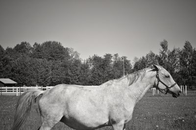 Side view of horse on field against sky