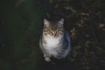 High angle portrait of cat sitting outdoors at night