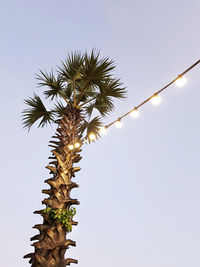 Low angle view of palm tree with hanging illuminated light bulbs