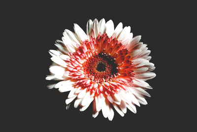 Close-up of flower over black background