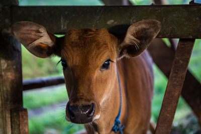 Portrait of cow standing outdoors