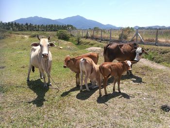 Cattles in a field