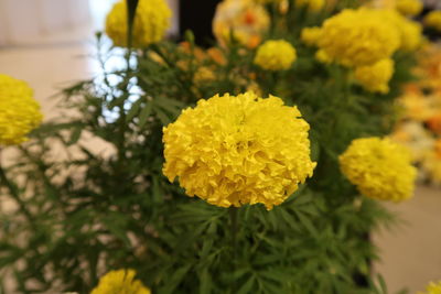 Close-up of yellow marigold flowers