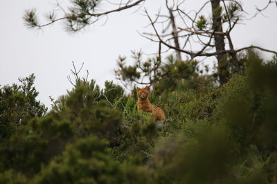 View of a cat amidst trees