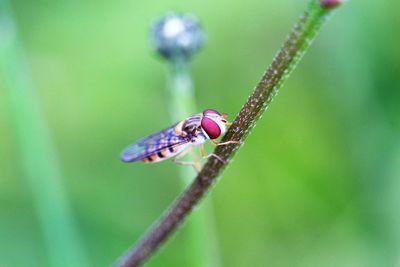 Close-up of hoverfly on plant stem