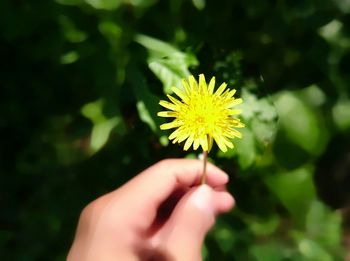 Close-up of cropped hand holding dandelion