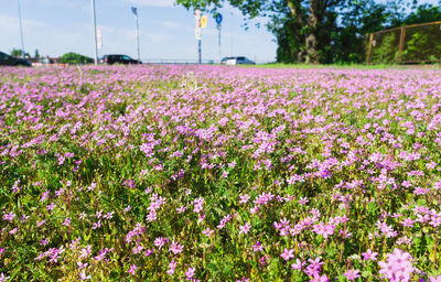 Close-up of pink crocus flowers growing in field