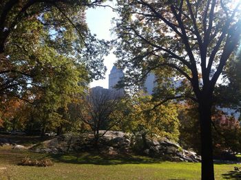 Trees in park