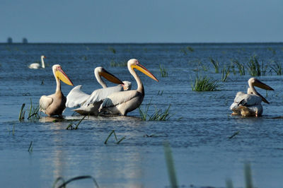Pelicans swimming on sea against clear sky