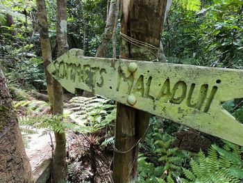 Close-up of text on tree trunk in forest