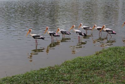 Birds in lake