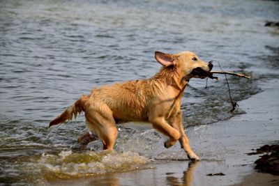 Dog running in water