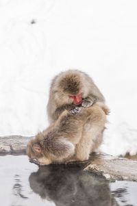 Snow monkeys taking a bath