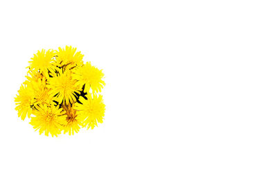 Close-up of yellow flower plant against white background