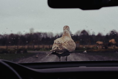 Bird perching on car window