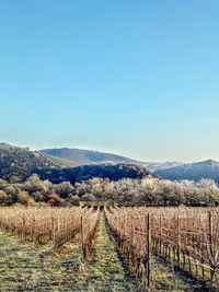 Scenic view of vineyard against clear sky