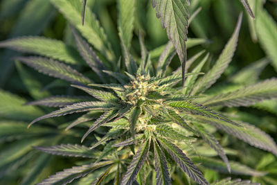 Close-up of fresh green plant