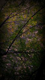 Low angle view of trees