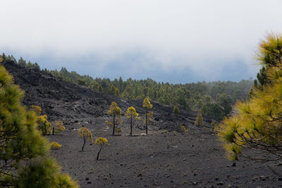 Trees on field against sky