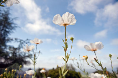 Close-up of flowers blooming against sky